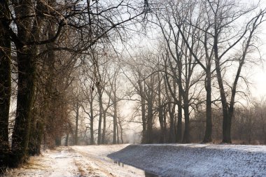 Ağaçlı kış manzarası