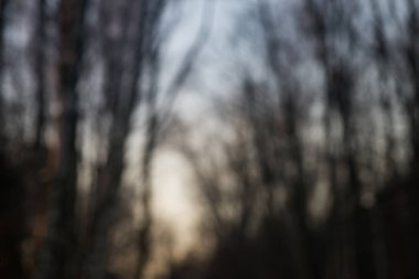 bulanık ağaçlar siluetleri günbatımı gökyüzü karşı