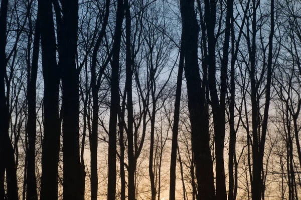 Sylwetki drzew przed niebo zachód słońca — Zdjęcie stockowe