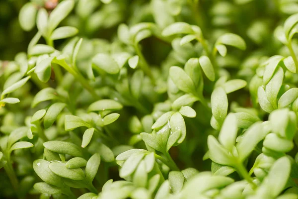 Fresh cress sprouting — Stock Photo, Image