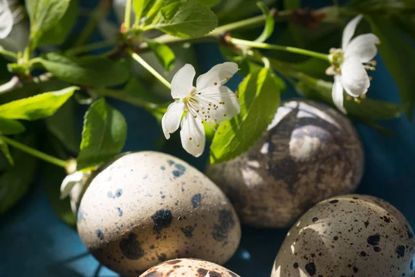 Décoration de Pâques avec oeufs de caille — Photo