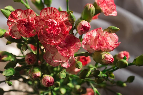 Розовые гвоздичные цветы в вазе — стоковое фото