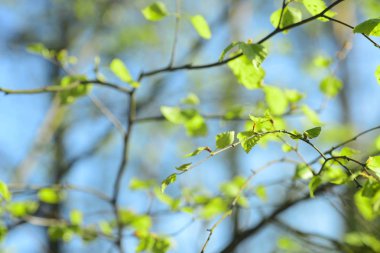 taze bahar huş ağacı yaprakları 