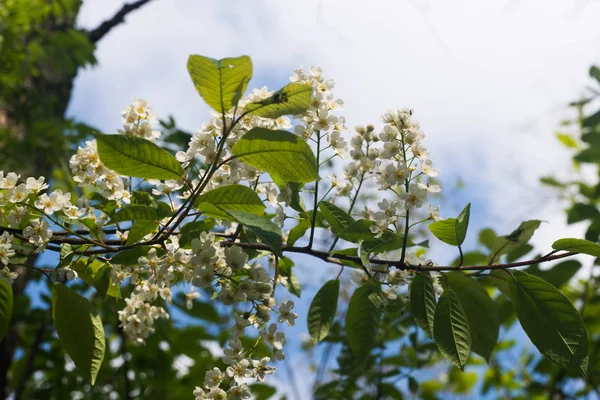 kuş kiraz çiçekleri 