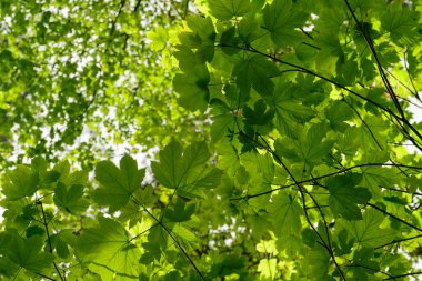 çınar bahar yaprakları 
