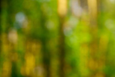 bulanık orman arka plan 