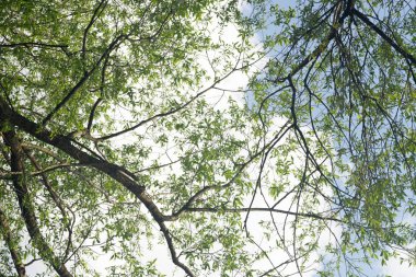 söğüt ağacı branchech