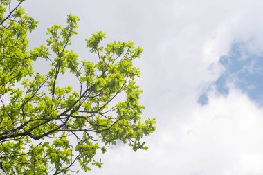 meşe ağacı branchech