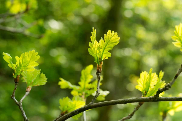 Весенние дубовые листья — стоковое фото