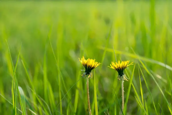 Flores de dente-de-leão amarelo florescendo — Fotografia de Stock