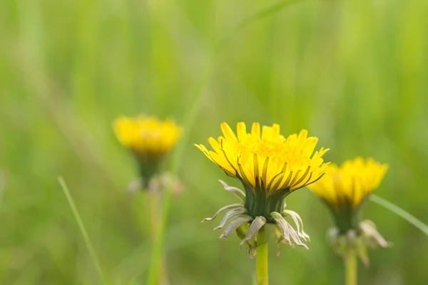 Blommande gula maskros blommor — Stockfoto