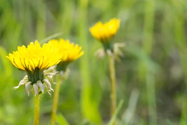 Blommande gula maskros blommor — Stockfoto