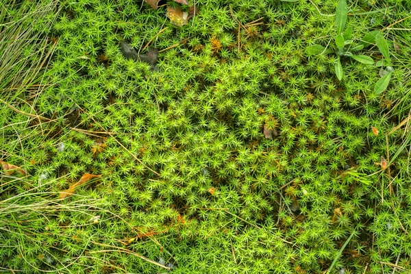 Forest moss background texture — Stock Photo, Image