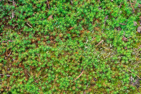 Forest moss background texture — Stock Photo, Image