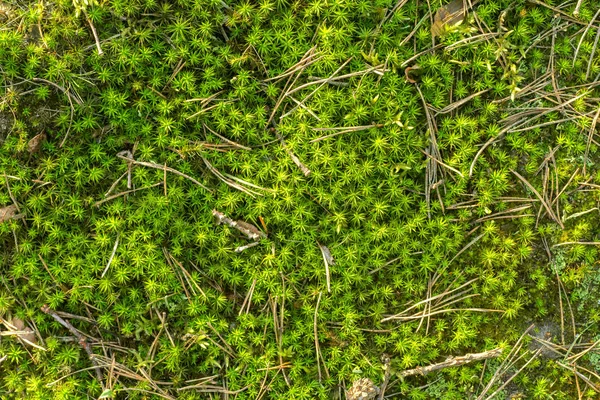 Mousse de forêt texture de fond — Photo