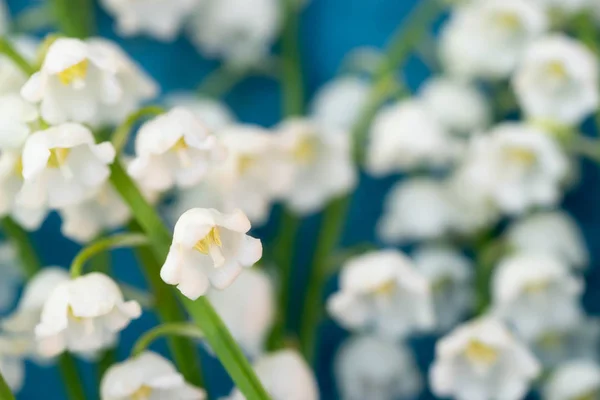 Lily of the valley flowers — Stock Photo, Image