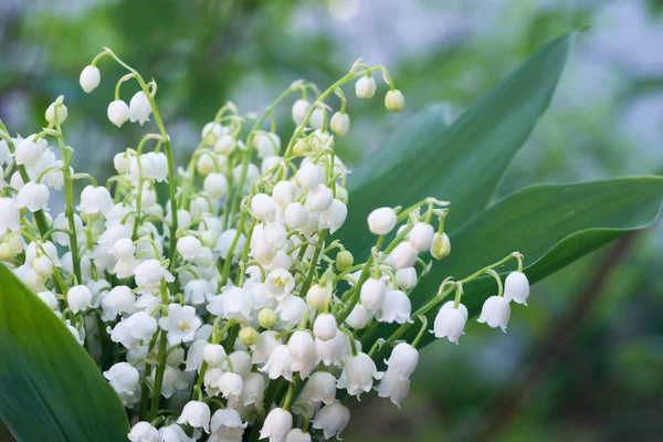 Lirio del valle flores — Foto de Stock