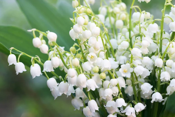 Lírio das flores do vale — Fotografia de Stock