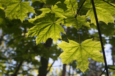 Mavi gökyüzü seçici odak karşı akçaağaç yaprakları 