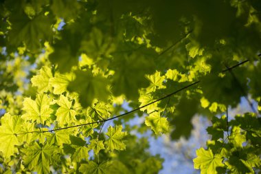 Mavi gökyüzü seçici odak karşı akçaağaç yaprakları 