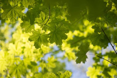 Mavi gökyüzü seçici odak karşı akçaağaç yaprakları 