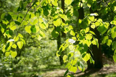 ıhlamur yaprakları karşı seçici odak 