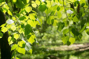 ıhlamur yaprakları karşı seçici odak 