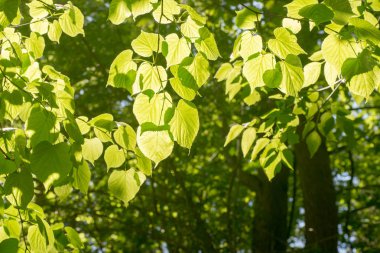 ıhlamur yaprakları karşı seçici odak 