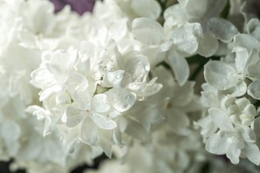 Beyaz leylak çiçekleri 