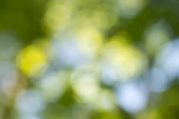 Spring nature blurred background — Stock Photo, Image