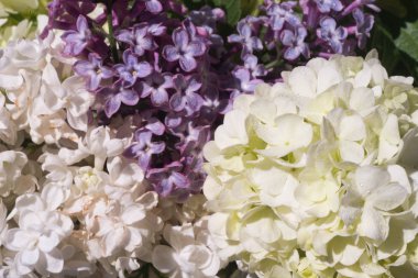 Ortanca ve eflatun çiçekler 