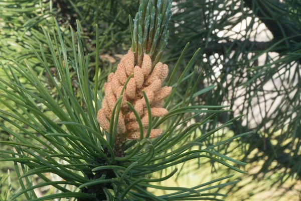 Inflorescencia masculina de pino — Foto de Stock