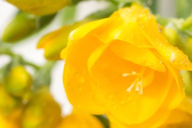 Sarı Frezya çiçek 