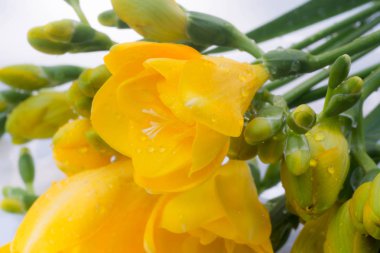 Sarı Frezya çiçek 