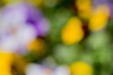 çok renkli doğa bulanık arka plan 