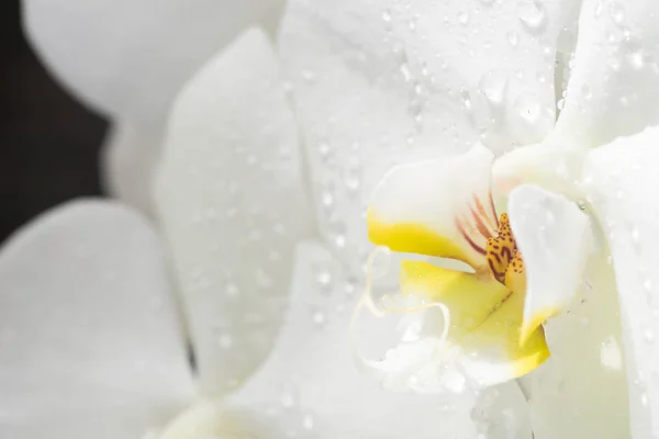 Белый и желтый орхидеи крупным планом — стоковое фото