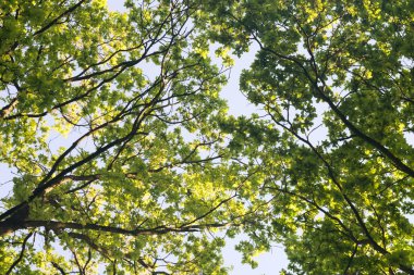 meşe ağacının dalları 