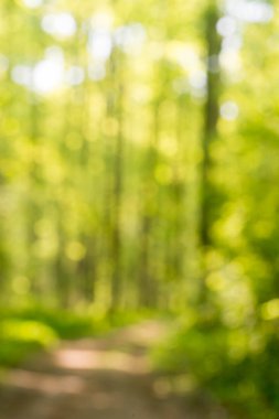 arka plan bahar orman bulanık 