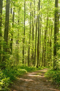 Patika bahar orman içinde