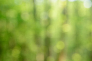 arka plan bahar orman bulanık 