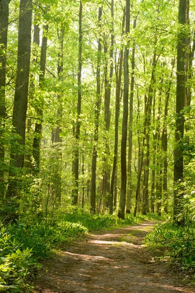 Sentier pédestre en forêt printanière — Photo