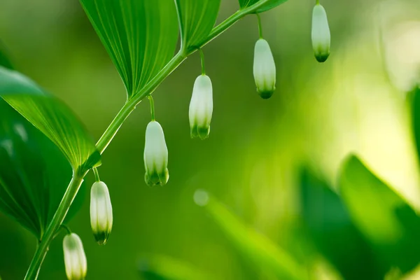 Flores blancas en el bosque de primavera - sello del rey Salomón — Foto de Stock