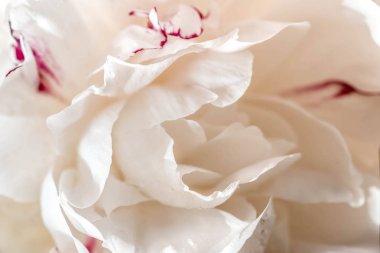 white peony macro selective focus