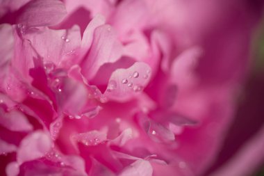 pembe şakayık makro seçici odak