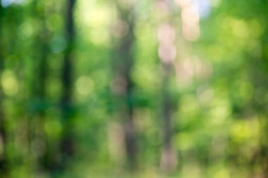 doğa bulanık orman arka plan 