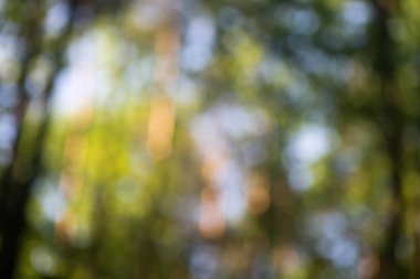 doğa bulanık orman arka plan 