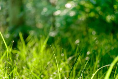 Yeşil çimenlere su damlaları