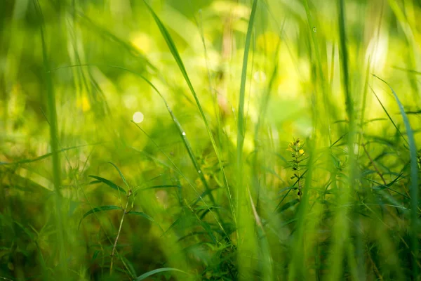 Prairie herbe champ — Photo