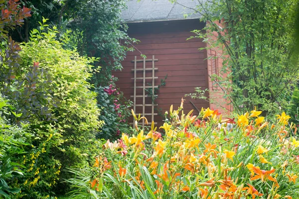 Flores do daylily no jardim da casa de campo — Fotografia de Stock