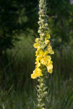 closeup sığırkuyruğu çiçekler için 